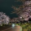そろそろ満開?